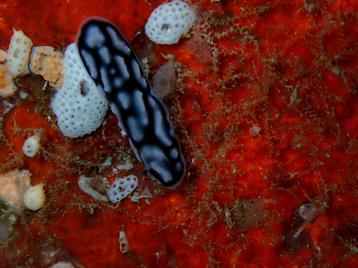 Phyllidiella pustulosa ou autre ?