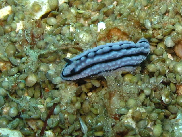 Phyllidiella sp Corbulidae. 