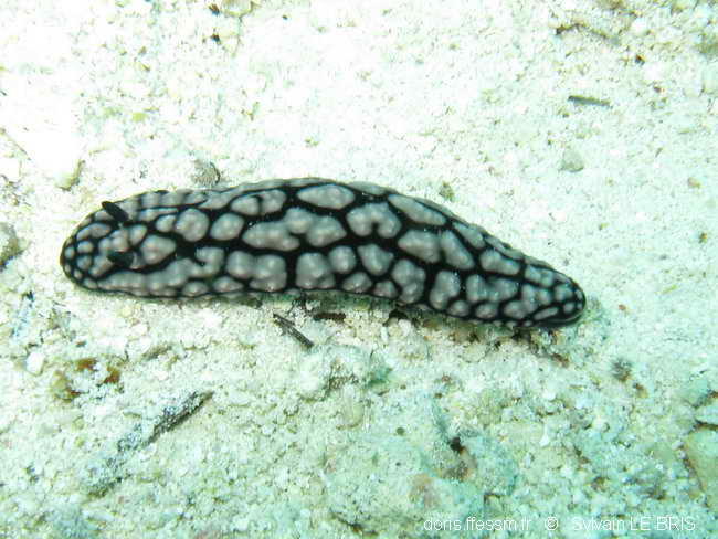 Phyllidiella