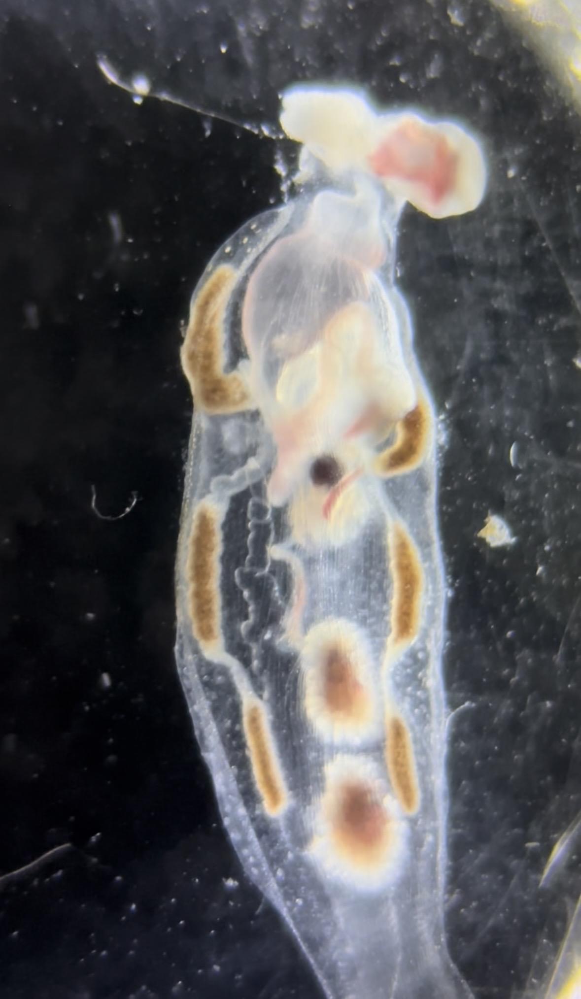 Phylliroe Bucephala - Villefranche-sur-mer (06)