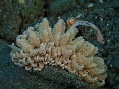 Phyllodesmium crypticum ou tuberculatum?