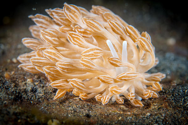 Phyllodesmium rudmani