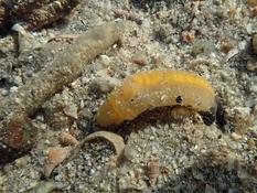 phylum Sipuncula ?