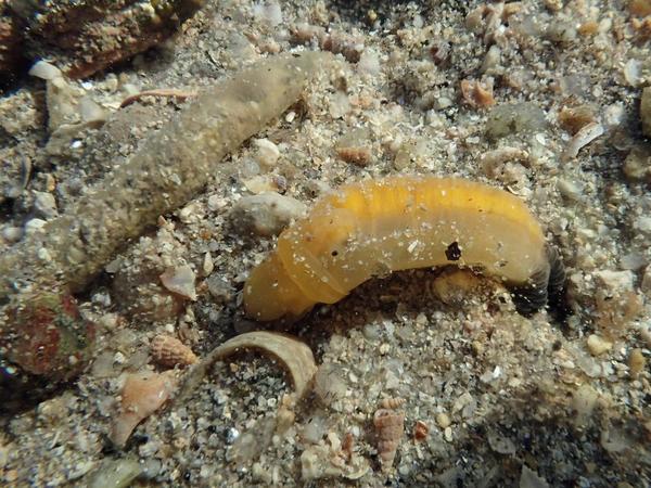 phylum Sipuncula ?