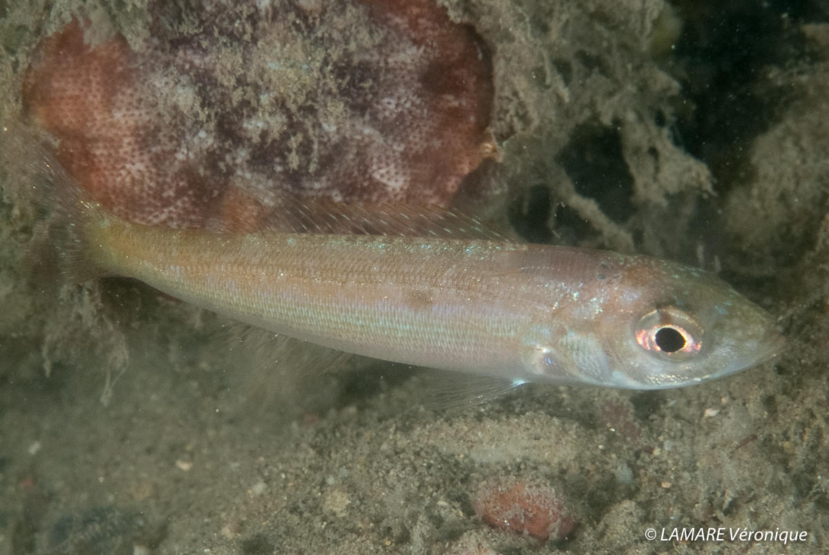 <p>Le poisson était petit (environ 7 cm). Voici recadré plus serré.</p>