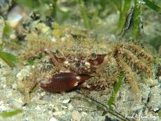 Pilumnus à Berre ?