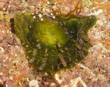 Pinctada radiata
