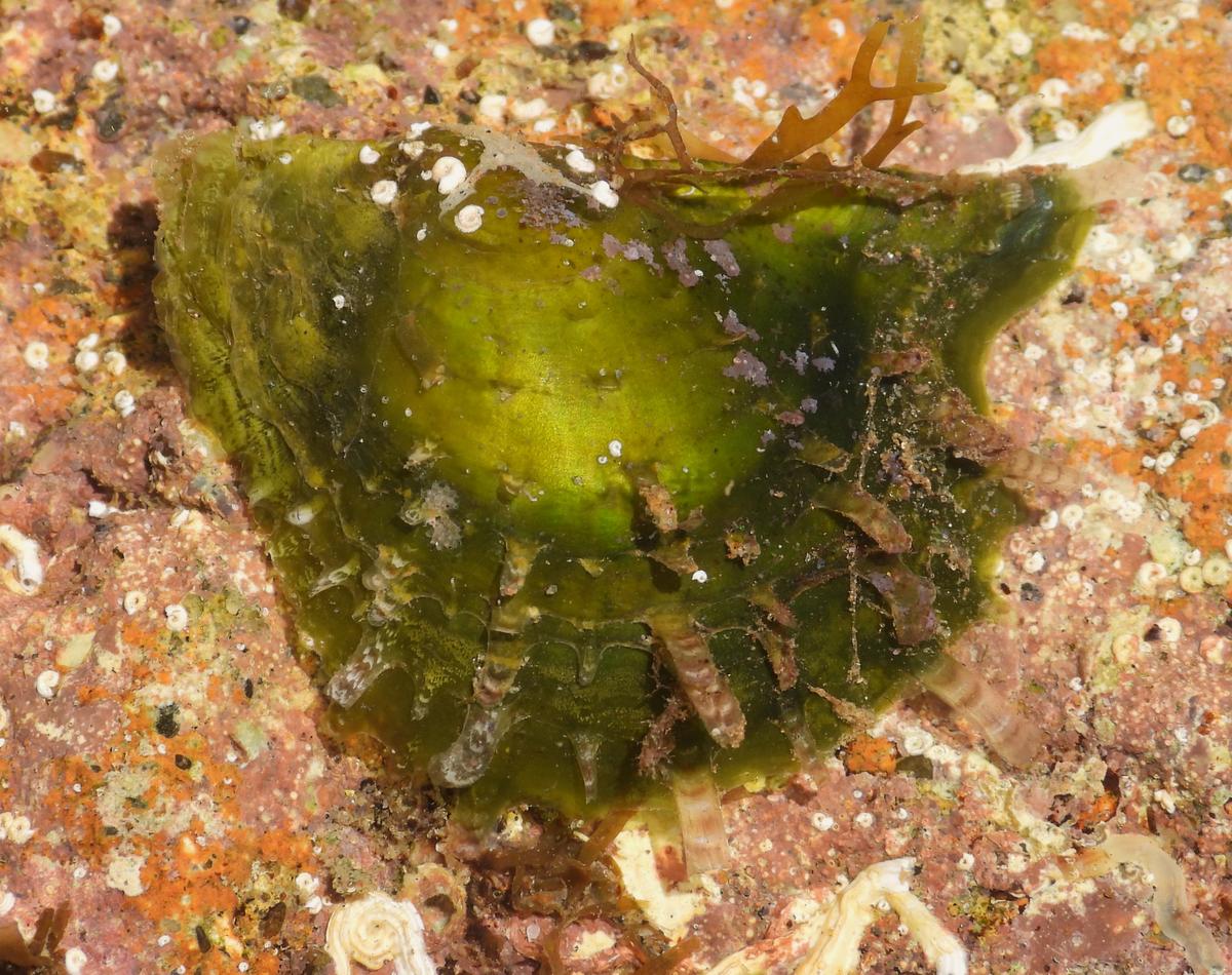 Pinctada radiata