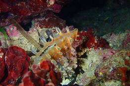 Pinna rudis ou nobilis (Méditerranée)