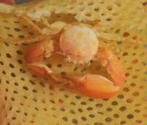 Pisidia longicornis?