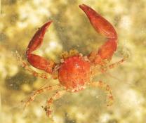 Pisidia longicornis o P. bluteli?