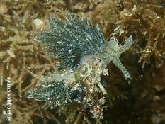 Placida viridis à Thau, pour le plaisir et le partage