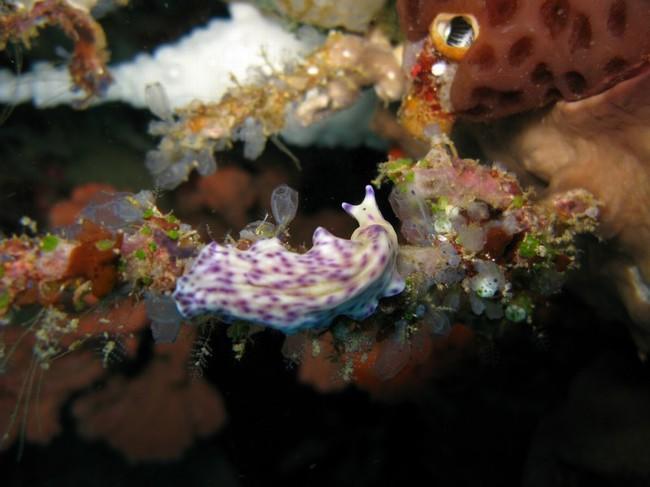 Pseudoceros laingensis? Peut-être?<br /><![if gte mso 9]><xml> <w:WordDocument> <w:View>Normal</w:View> <w:Zoom>0</w:Zoom> <w:PunctuationKerning />...