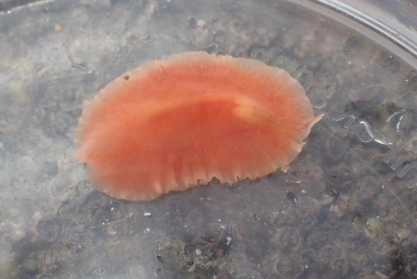 Planaire orange, Loire-Atlantique