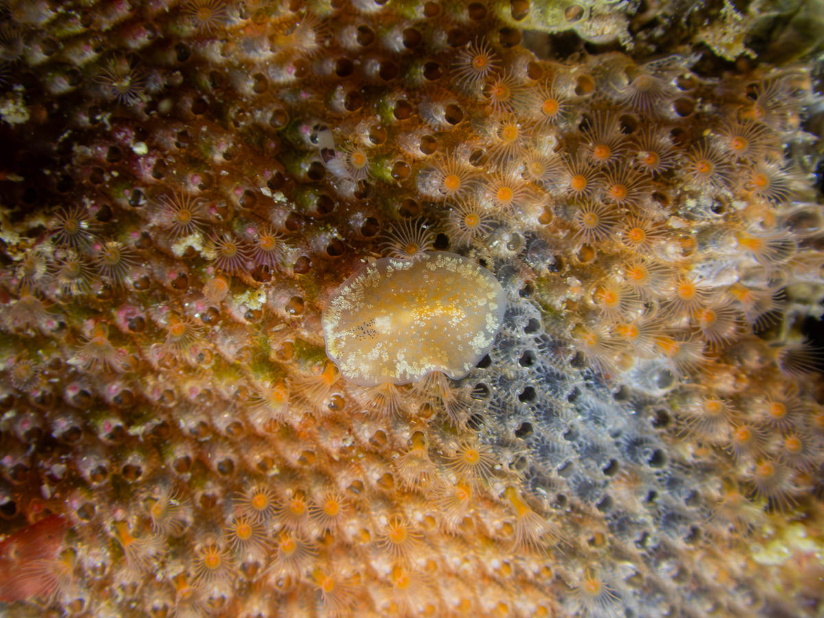 Planaire prédateur de Bryozoaires