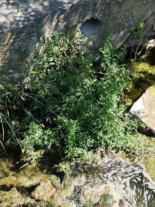 Plante aquatique (3)