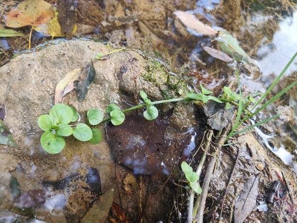 Plante de cours d'eau à identifier (1)