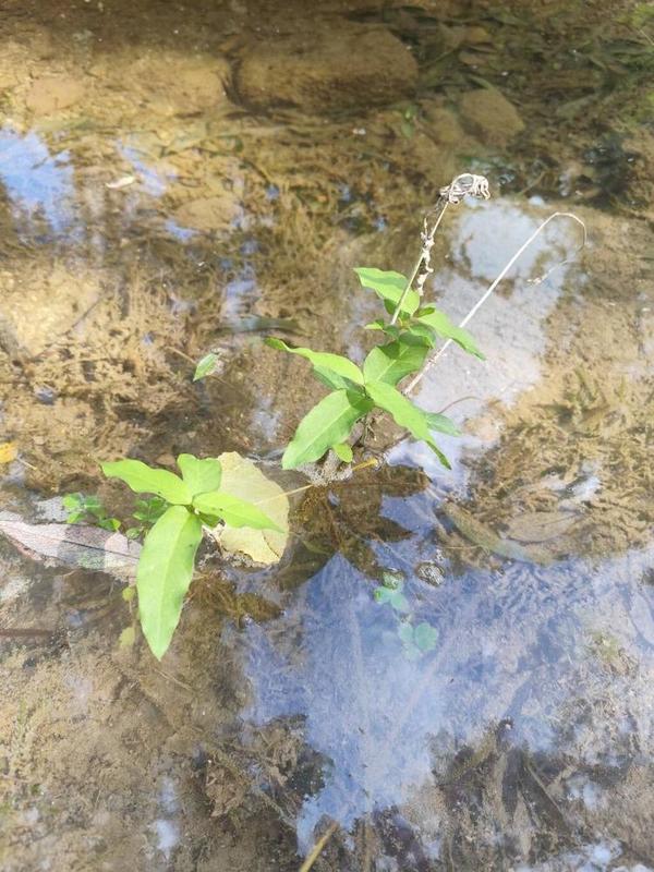 Plante de cours d'eau à identifier (2)