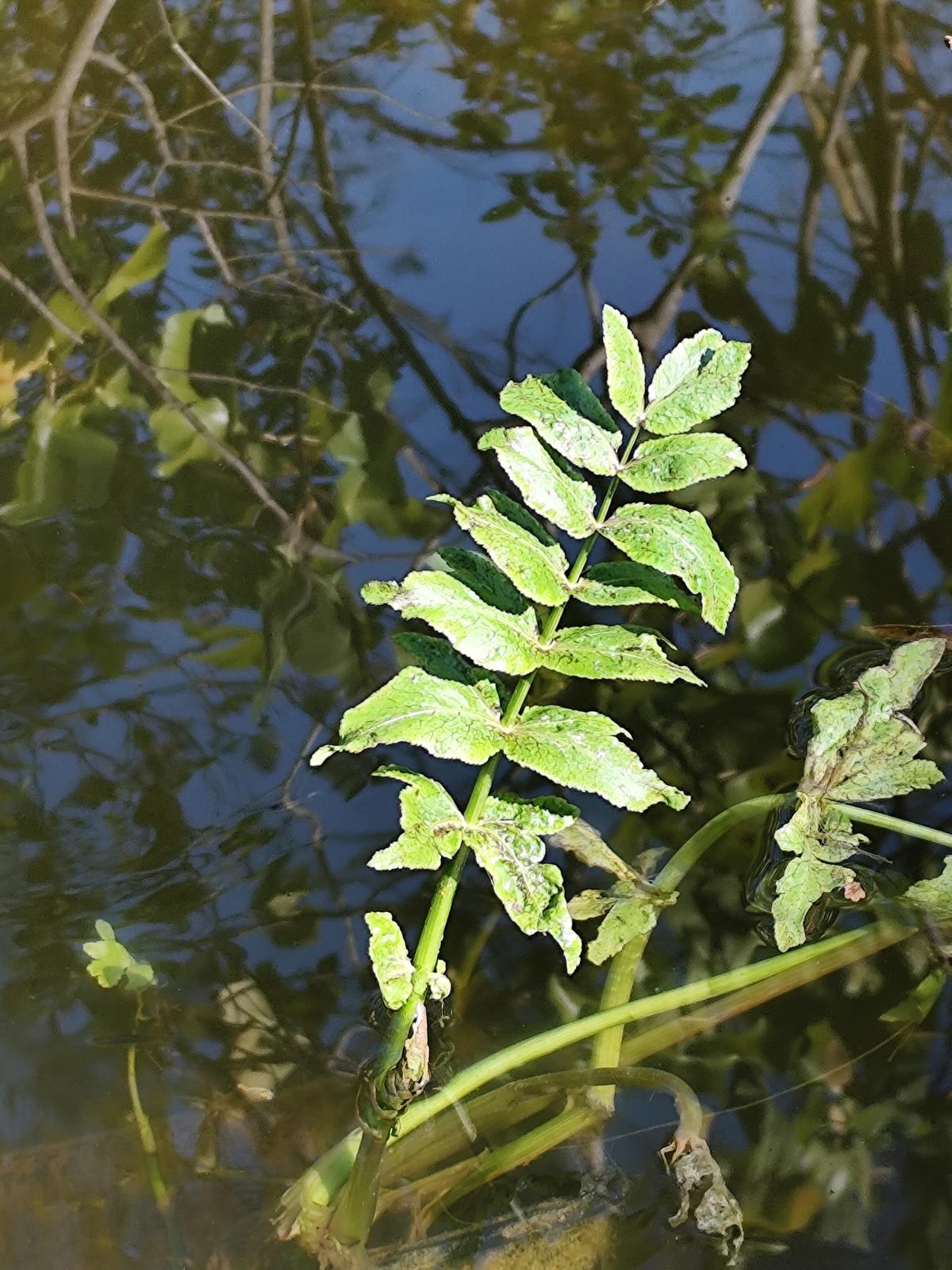 Plante de cours d'eau identifiale ?