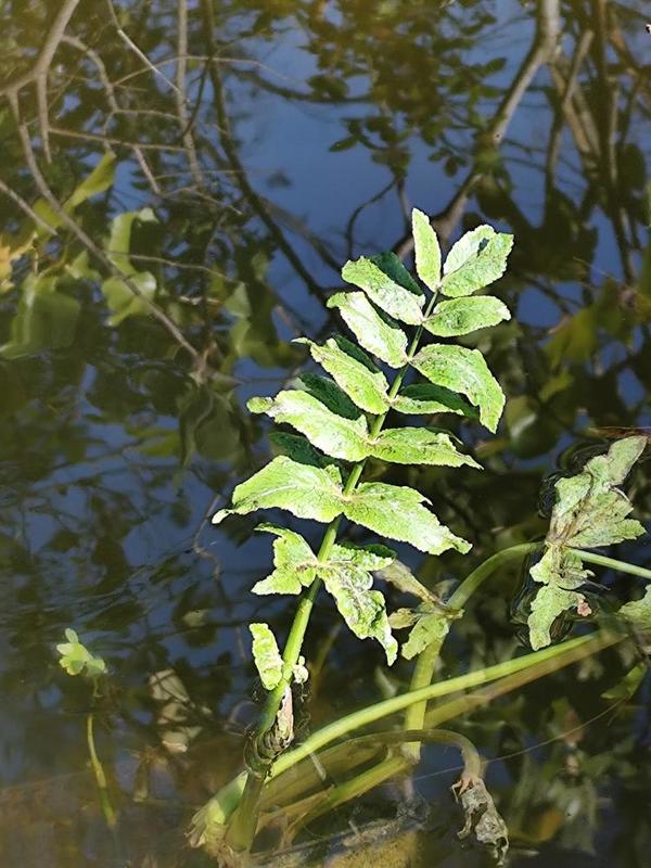 Plante de cours d'eau identifiale ?