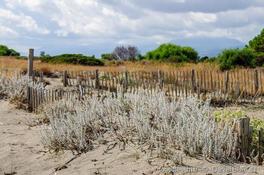 Plante du haut de plage