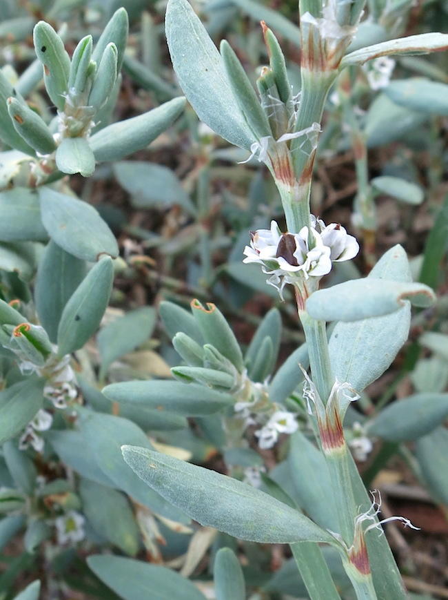 Détail de la floraison.