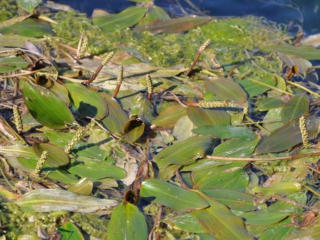 <p>Potamot  avec inflorescences photographié à la surface.</p>