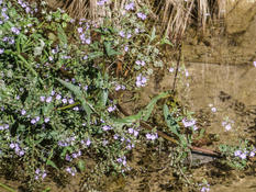 Plante identifiable ?