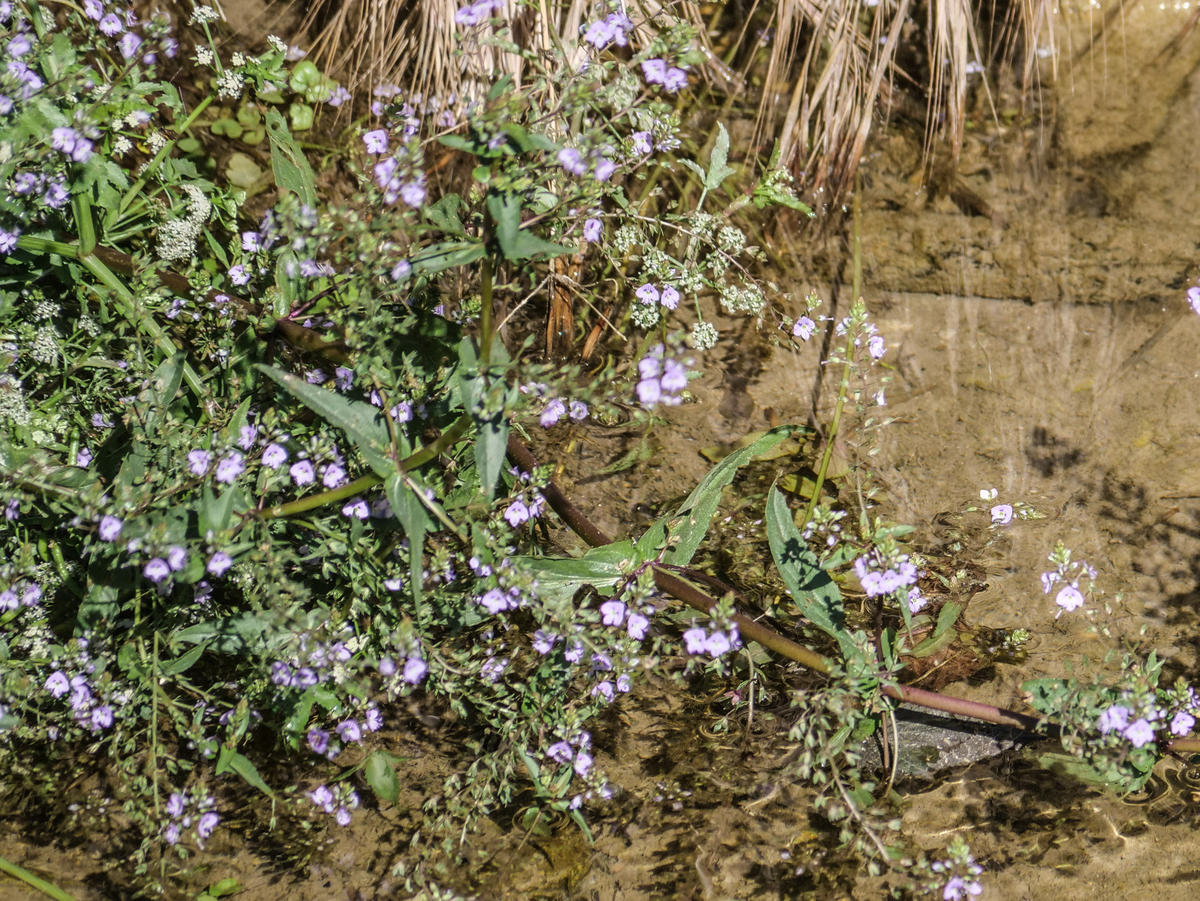 Plante identifiable ?