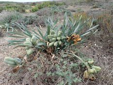 Plante littorale à graines noires polygonales ?
