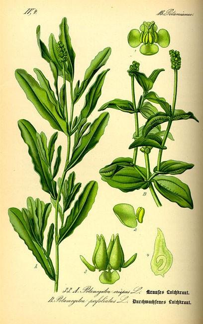 C'est un potamot. Voir <a href="fiche2.asp?fiche_numero=221" target="_blank">la fiche</a>.<br /><br />Très probablement, <em>Potamogetum crispus</e...