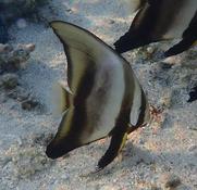 Platax orbicularis?