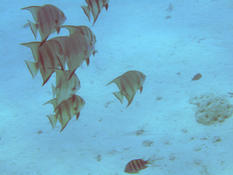 platax portugais?