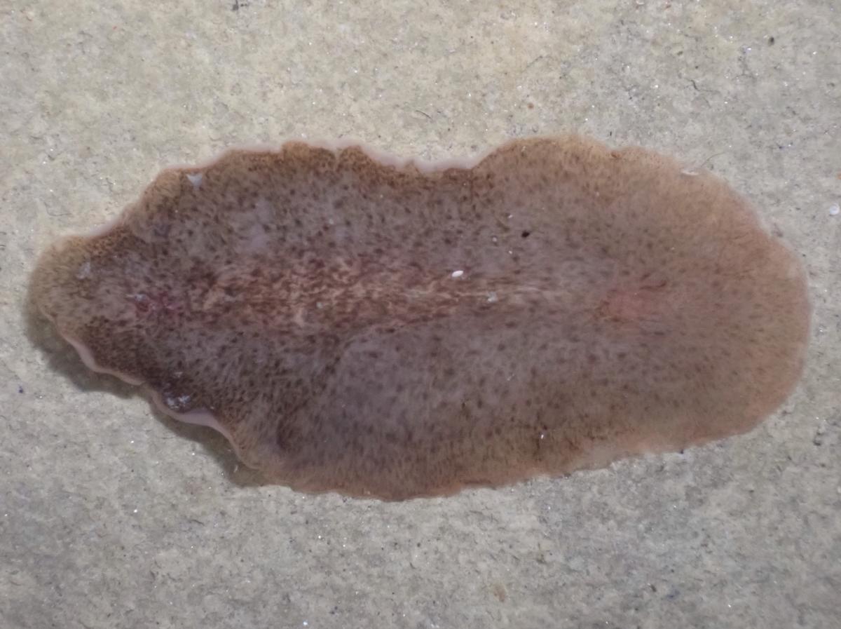 Platelminto a identificar