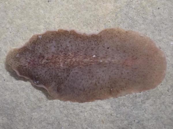 Platelminto a identificar