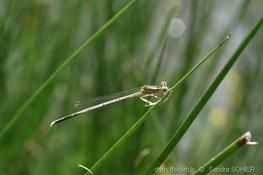 Platycnemis pennipes