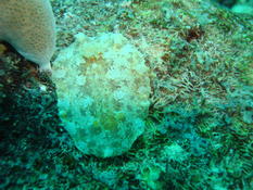 Platydoris sp ???