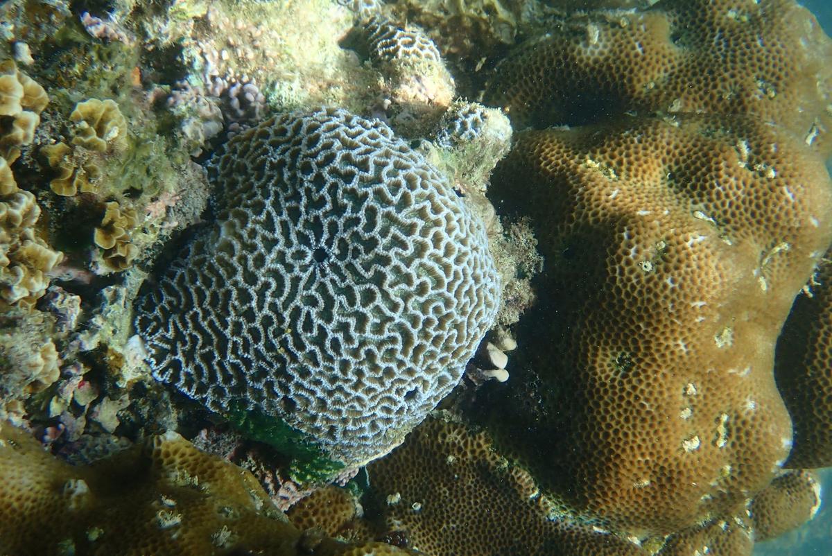 Platygyra lobata ou acuta ou autre ?