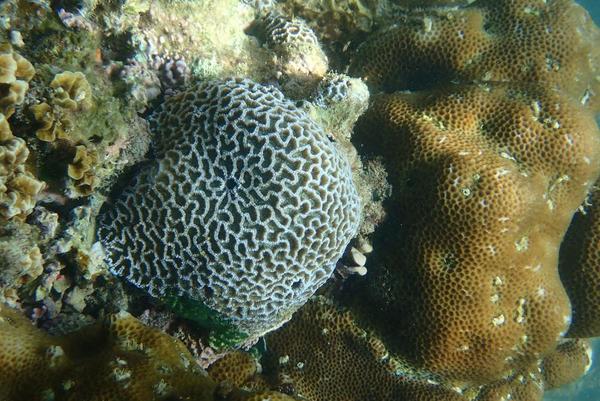 Platygyra lobata ou acuta ou autre ?