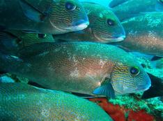 Plectorhinchus flavomaculatus ?