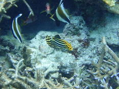 Plectorhinchus (NC)