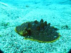 Pleurobranche-tortue ?