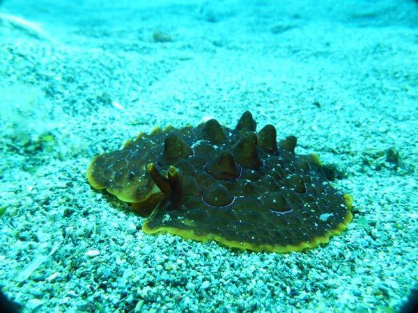 Pleurobranche-tortue ?