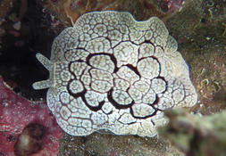 Pleurobranchus forskalii blanc