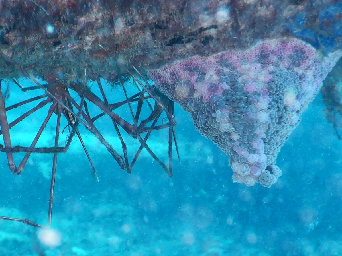 Plongées aux Canaries