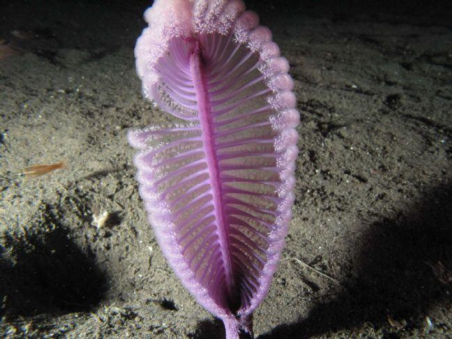 plume de mer