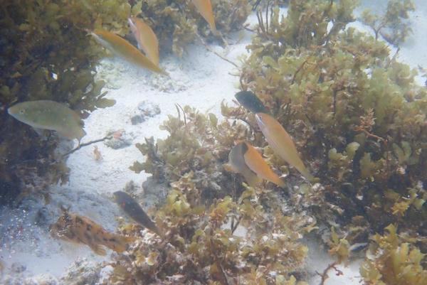 plusieurs labres / girelles à identifier