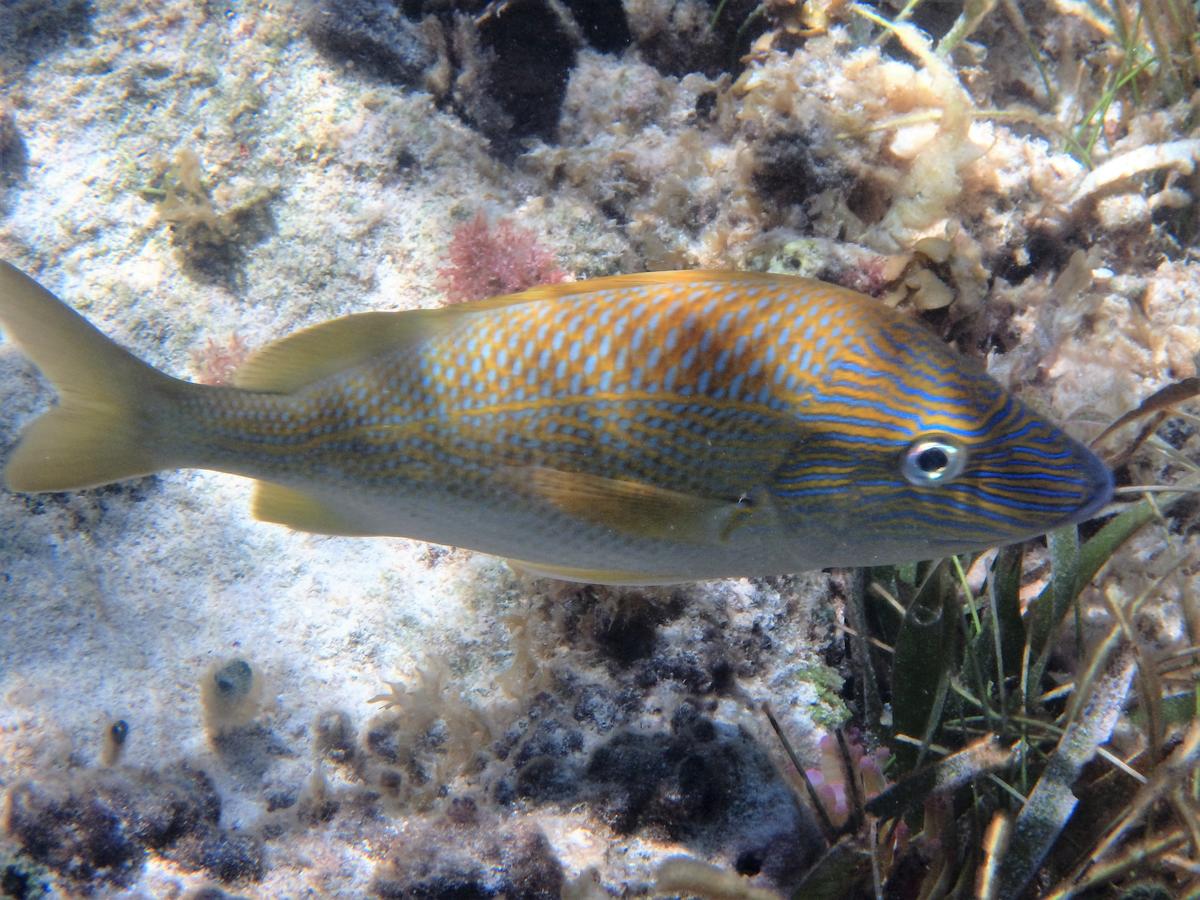 plutôt beau, mais quel poisson est ce?