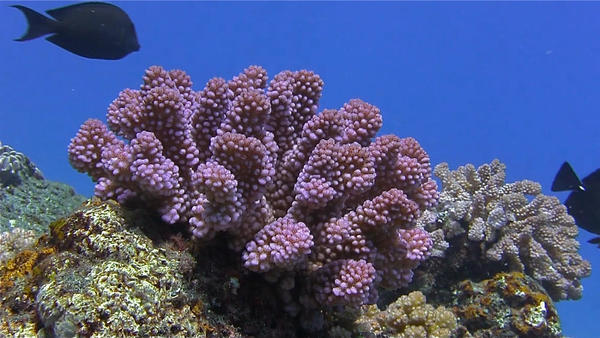 Pocillopora ?