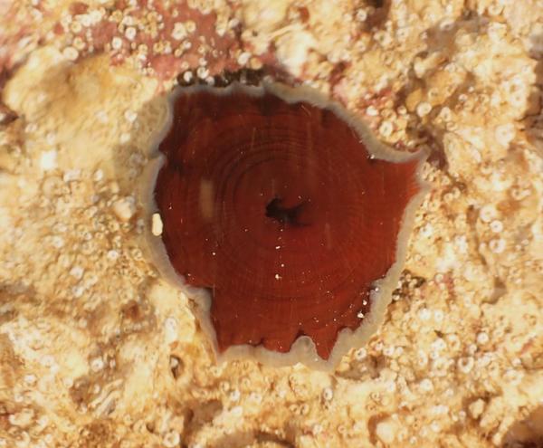 Podría ser Actinia cari?